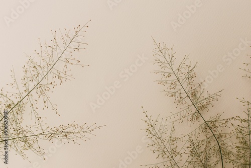 natural grass flower branches on abstract beige paper sheet background