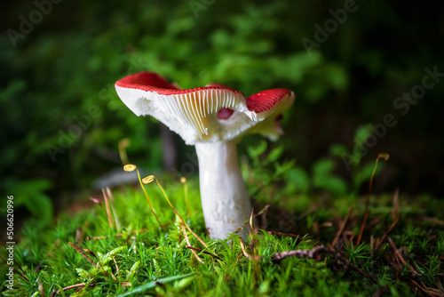 Red mushroom Russula russula in the forest close-up on a dark, with a shallow depth of field