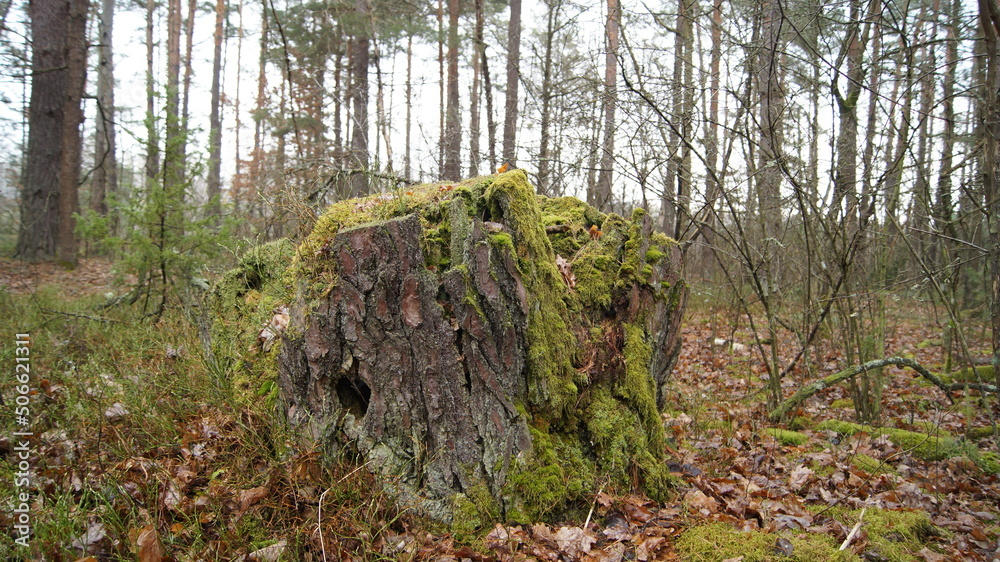 old stump