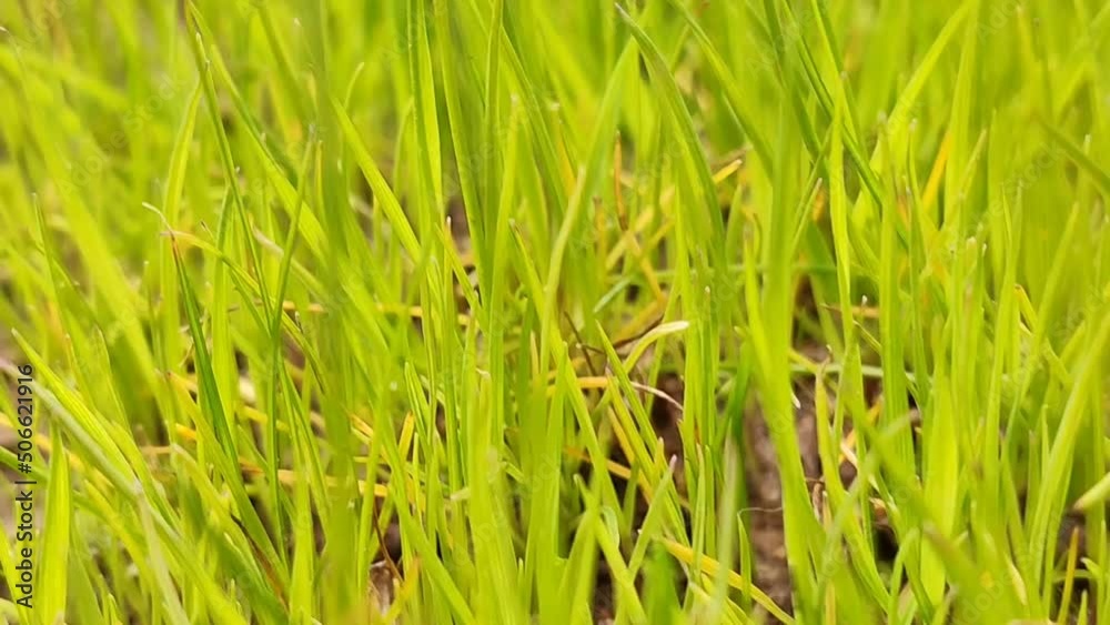 Lawn grass in the garden in early spring Lawn grass in the garden in early spring