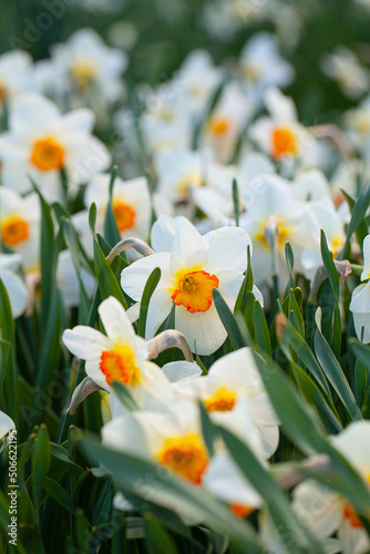 narcissus growing in spring garden