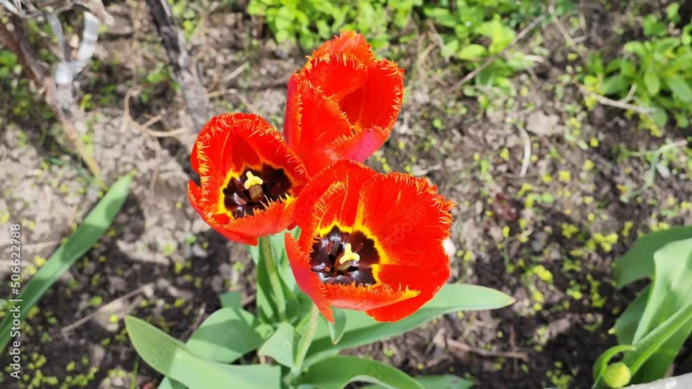 Red tulips grow in a flower bed in the garden Red tulips grow in a flower bed in the garden