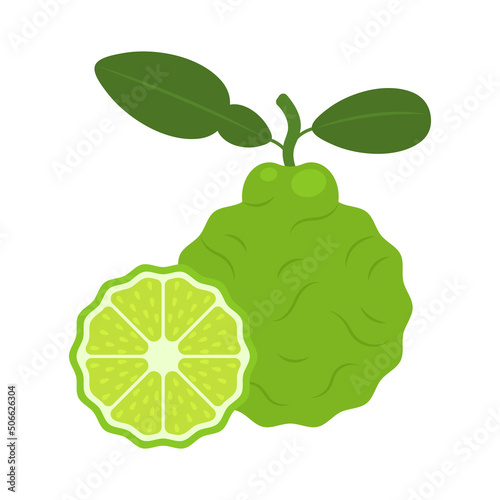 Kaffir lime whole fruit and slice isolated on white background. Citrus hystrix, bergamot or makrut lime native to tropical Southeast Asia and southern China. Vector illustration in flat style.