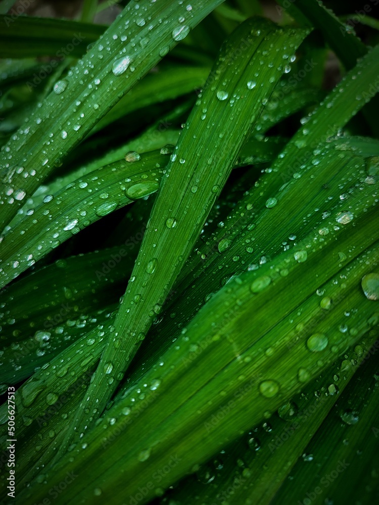 dew on a leaf, green leaf, raindrops, spring rain, garden dew on a leaf, green leaf, raindrops, spring rain, garden