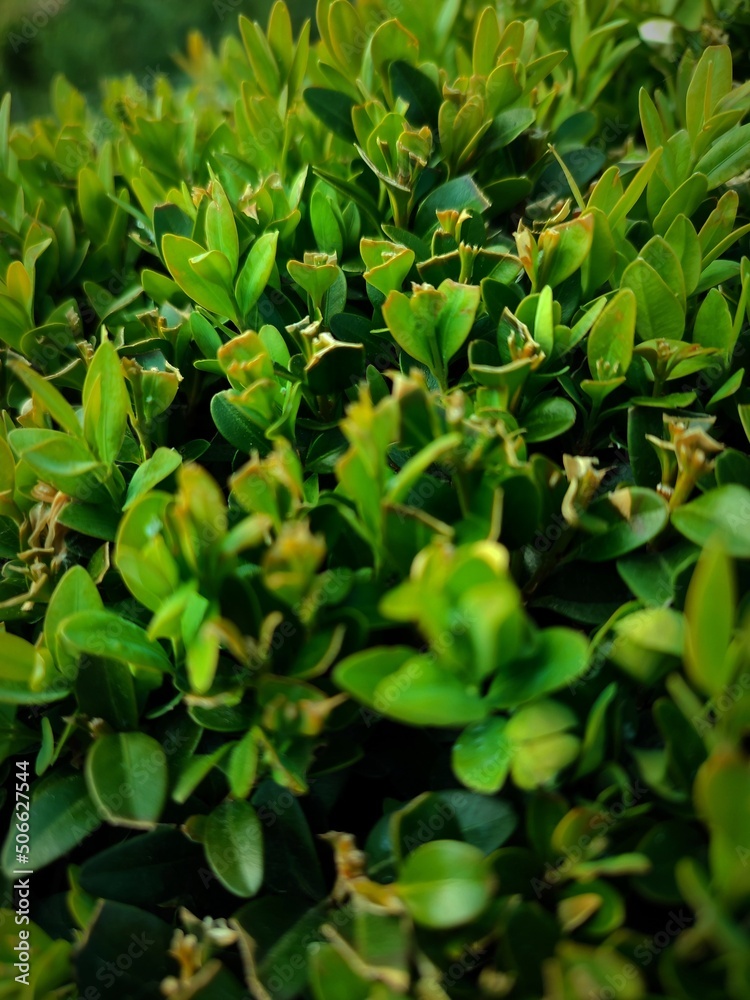 Obraz premium leaves in the forest