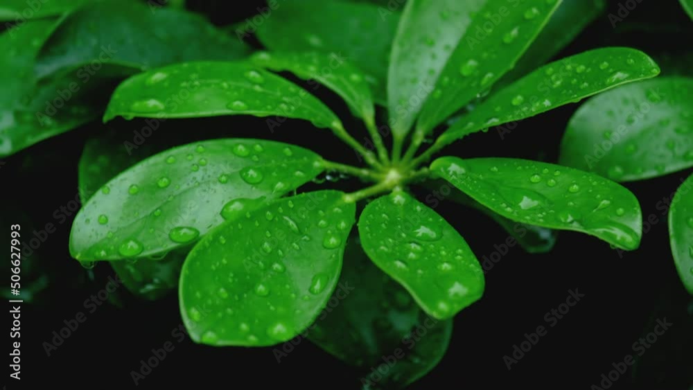 Raindrops falling on green leaves.