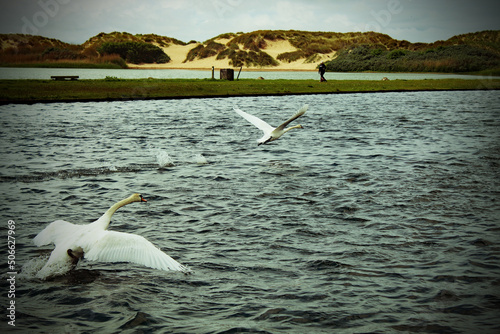 Fototapeta Naklejka Na Ścianę i Meble -  Two white swans in flight over a lake at Crosby Marina in Liverpool. The marina is close to Crosby Beach.
