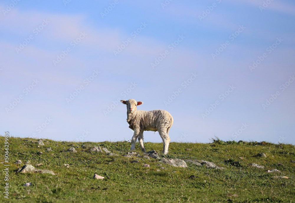 Naklejka premium One small young white lamb grazes on green grass against the blue sky background