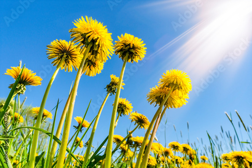 Fototapeta Naklejka Na Ścianę i Meble -  Bottom view of yellow dandelions with sunlight