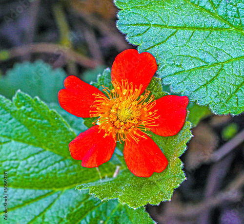 Scarlet Avens (Geum coccineum) close-up of flowers. Botanical garden kit, Karlsruhe, Baden Wuerttemberg, Germany photo