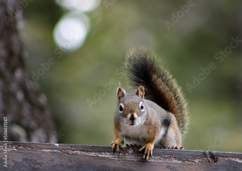 Squirrel about to fight for seeds against the birds