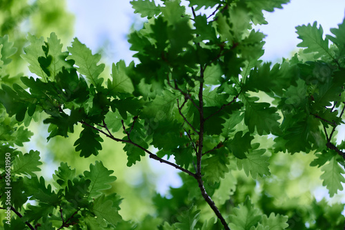 Green fresh leaves on the branches of an oak close up against the sky in sunlight. Care for nature and ecology, respect for the Earth