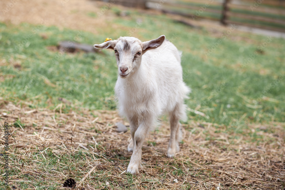 Fototapeta premium A small goat on the farm grazes and plays. Breeding goats and sheep. Housekeeping.
