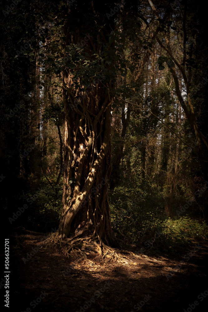 Obraz premium A pool of light on an old rustic tree in the woods