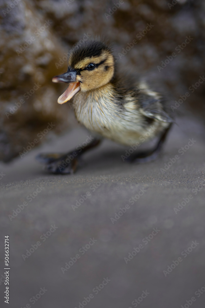Fototapeta premium A cute baby duckling on a beach 