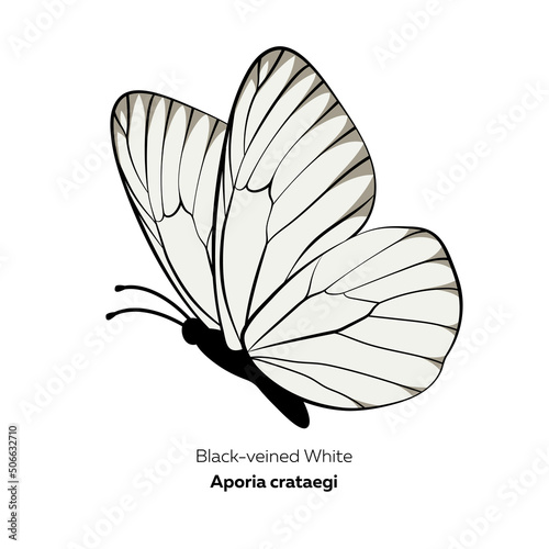 Black-veined white butterfly, Aporia crataegi, vector illustration