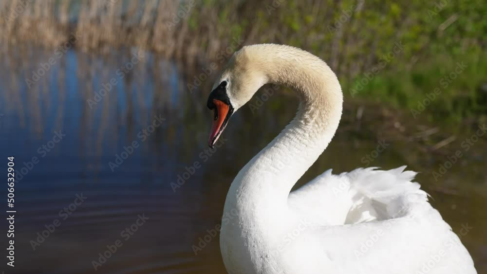 swan on the pond. wild white big swan a on the shore near the river. nature wild birds concept. beautiful white swan close-up in nature on the pond lifestyle swan on the pond. wild white big swan a on the shore near the river. nature wild birds concept. beautiful white swan close-up in nature on the pond lifestyle