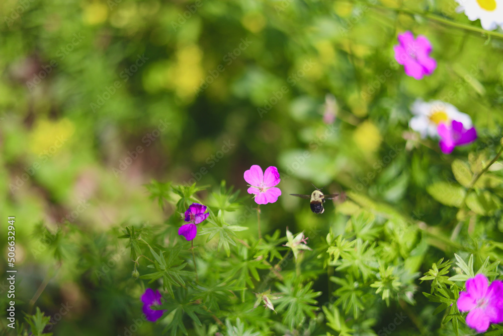 Honey Bee exploring pink flowers Honey Bee exploring pink flowers