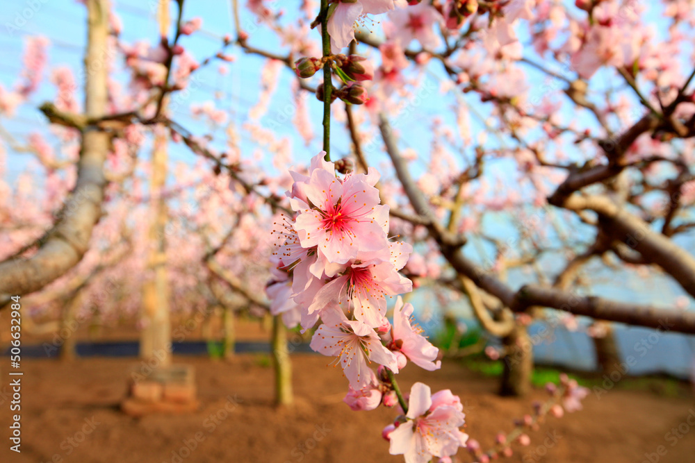 The peach trees in the greenhouse are in blossom The peach trees in the greenhouse are in blossom