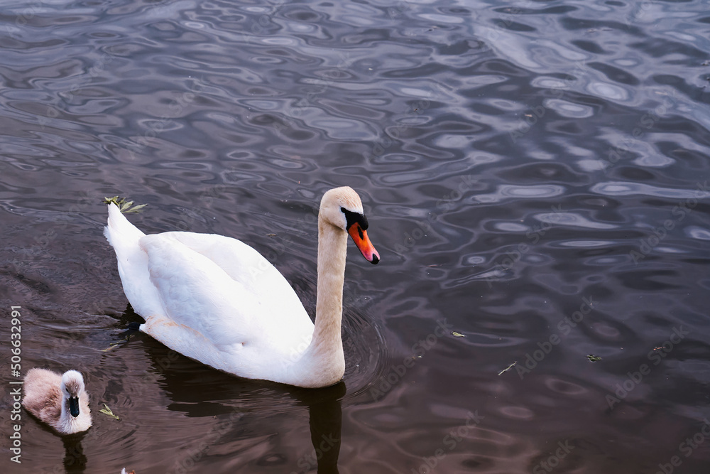 Obraz premium white swan on the lake