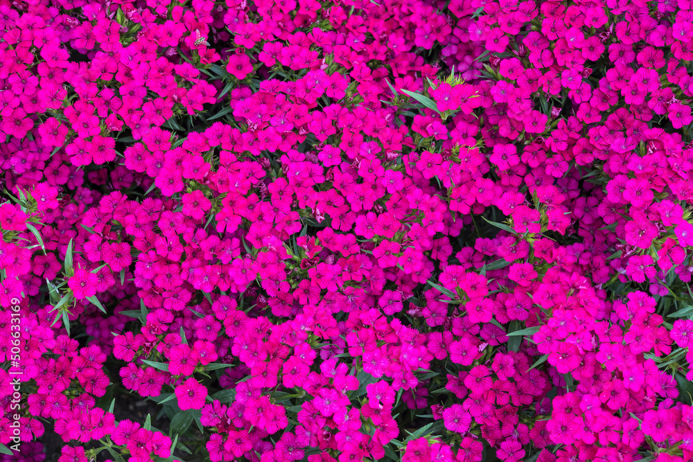 Flattened clusters of deep pink Sweet William also Dianthus Barbatus planted as ground cover in a garden.