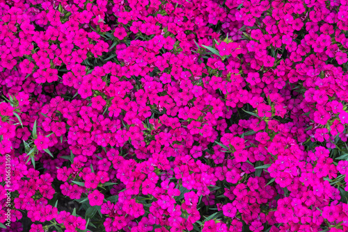 Flattened clusters of deep pink Sweet William also Dianthus Barbatus planted as ground cover in a garden.