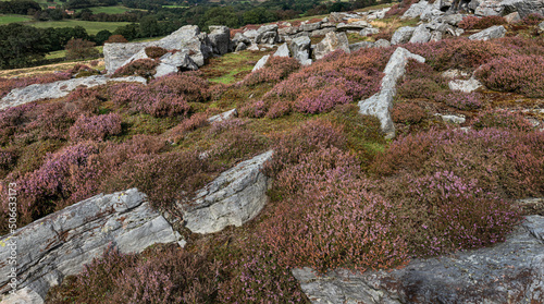 Obraz na plátně Rocky outcrop with heather in bloom overlooking beautiful landscape