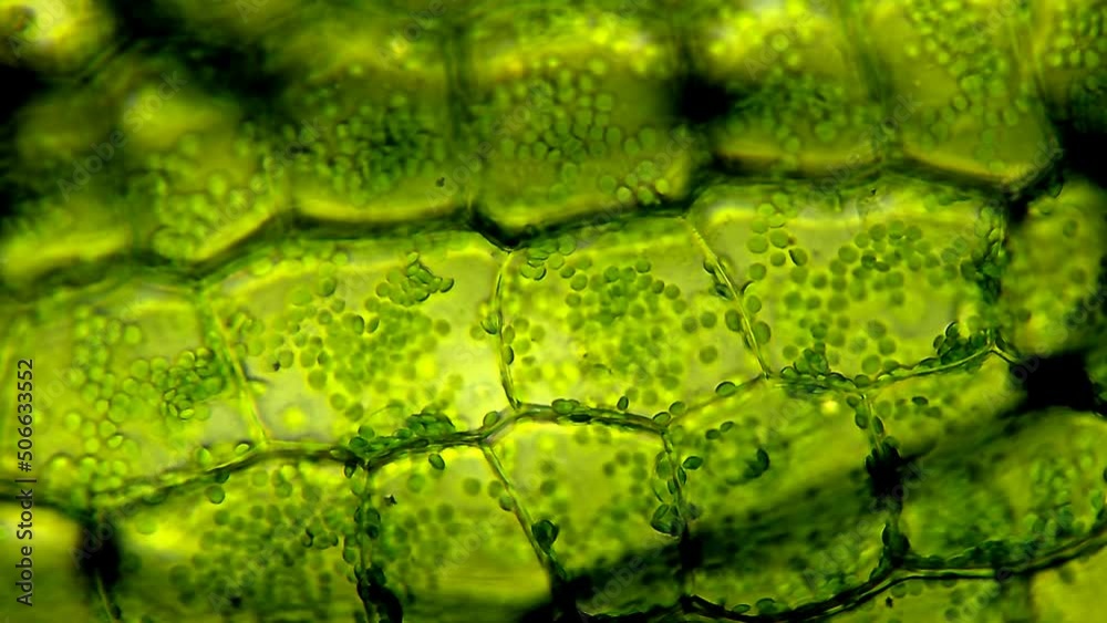 Leaf cells microscope magnification