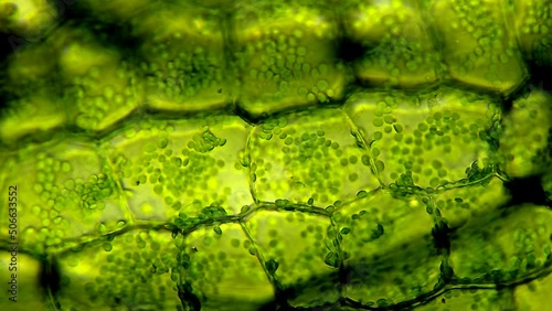 Leaf cells microscope magnification photo