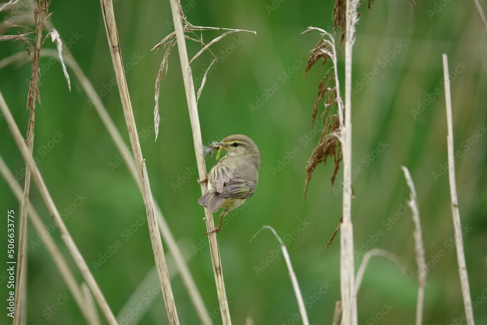 willow warbler (Phylloscopus trochilus), insects in beak to feed its young willow warbler (Phylloscopus trochilus), insects in beak to feed its young