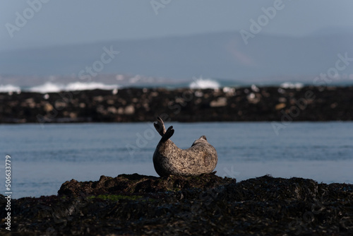 Seal yoga