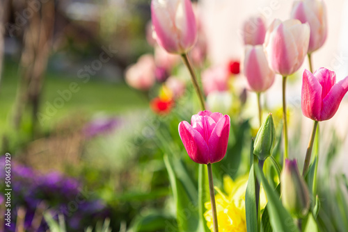 beautiful colored tulips in a flower bed in the garden  garden landscaping. Spring