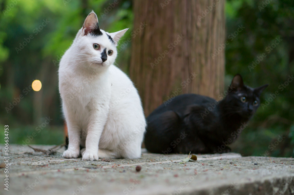 Fototapeta premium Stray cats living in Fushimi Inari Taisha Shrine in Japan