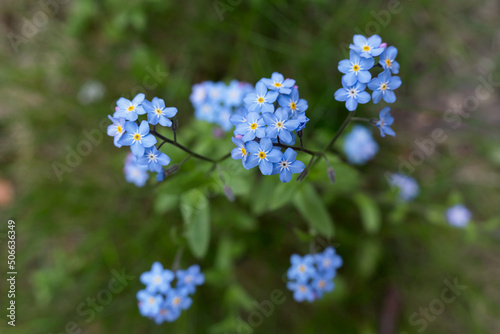Close up of blue forget me not or myosotis flowers seen directly from above 