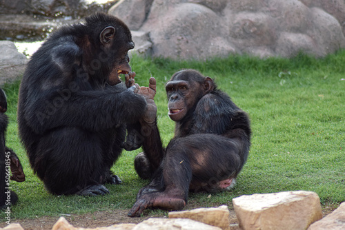 Chimpanzee Palmistry