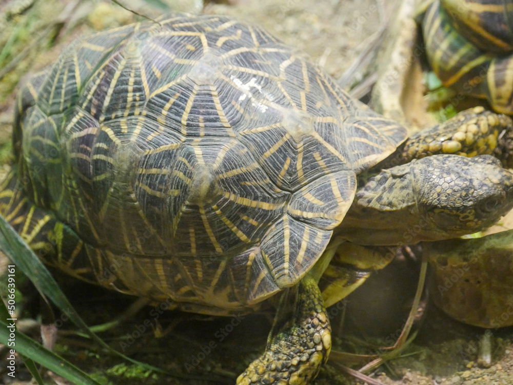 Indian star tortoise (Geochelone elegans) is a threatened tortoise ...