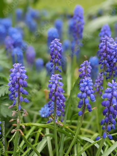 blossom grape hyacinths in the green grass in spring