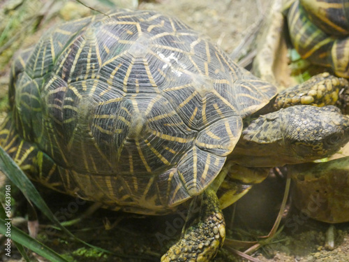 Fototapeta Indian star tortoise (Geochelone elegans) is a threatened tortoise species native to India, Pakistan and Sri Lanka where it inhabits dry areas and scrub forest
