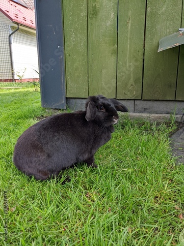 black rabbit bunny in the garden in summer photo