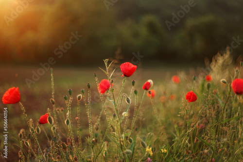 red poppies in a grass field 