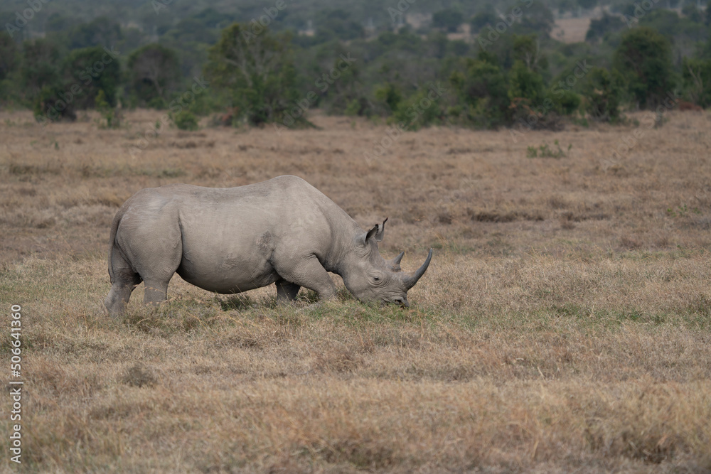White Rhinoceros Ceratotherium simum Square-lipped Rhinoceros at Khama Rhino Sanctuary Kenya Africa. White Rhinoceros Ceratotherium simum Square-lipped Rhinoceros at Khama Rhino Sanctuary Kenya Africa.