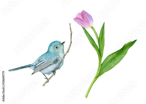 Watercolor blue bird sitting on the twig, pink tulip with leaves isolated on white background.  #506641779