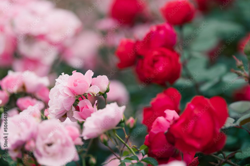 赤とピンクのバラ
