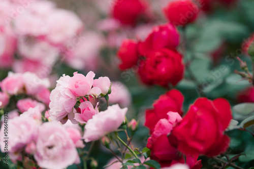 Fototapeta Naklejka Na Ścianę i Meble -  赤とピンクのバラ