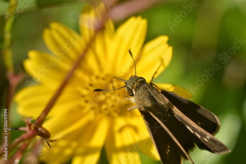 a butterfly perched on flower © Agung