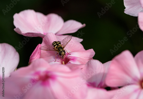Hoverfly on pink flower