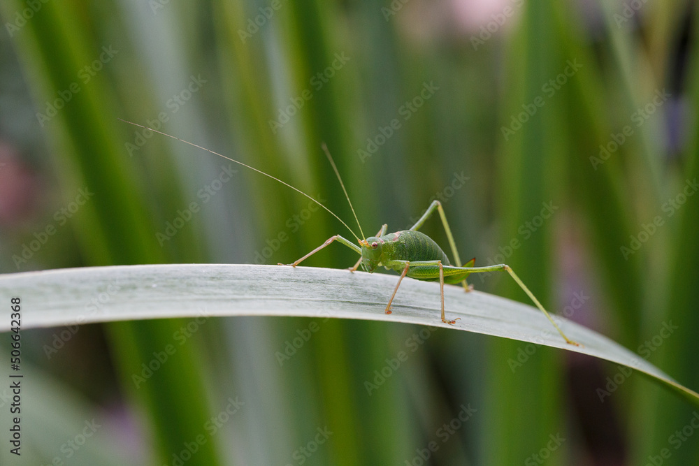 grasshopper on the grass grasshopper on the grass