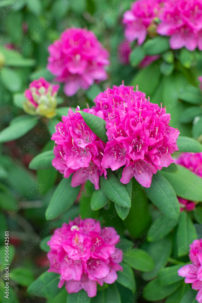 różowy rododendron w ogrodzie