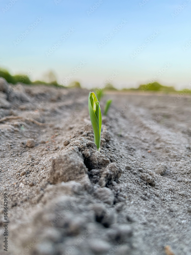 Fototapeta premium Maispflanze Keimling