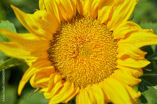 A sunny field of sunflowers in glowing yellow light. A bright yellow and fully bloomed sunflower  oil natural   agriculture